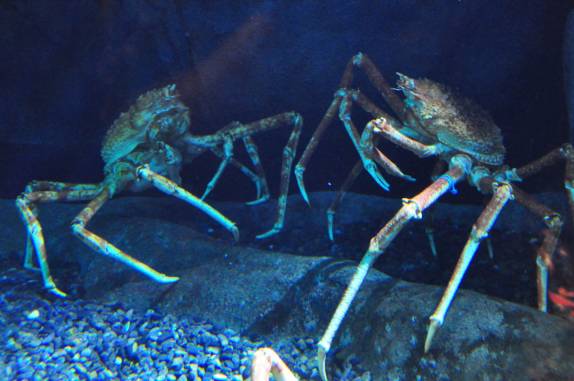 Carangueijos gigantescos no Aquário de Atlanta, na Georgia - EUA